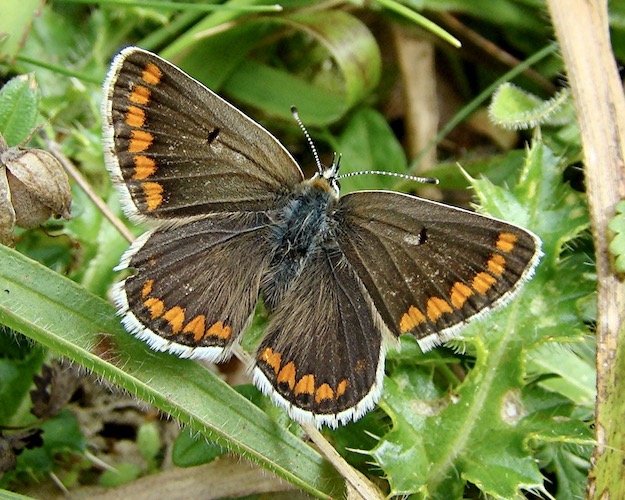 brown argus